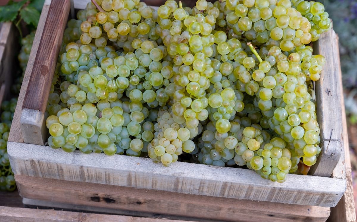 Learning about grapes on the trip
