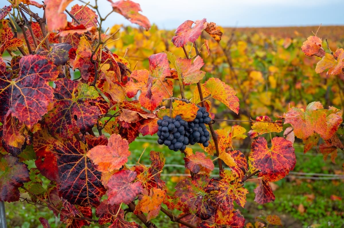 Harvest season in Champagne country